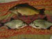 DSC00660.JPG